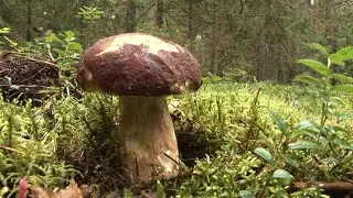 Охота на белых