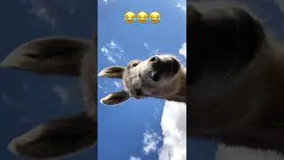 Funny Donkey😂😂 | Memes 2023 | Funny 😆                             