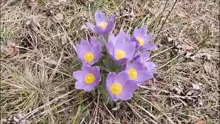 Подснежники любви! 22 05 2023г mp4