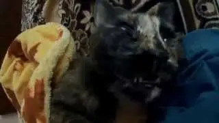 В кота вселился дьявол