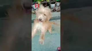 STANDING UP JANNA | #totomheltv #mybloopers #shorts #janna