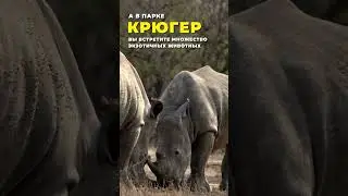 Почему туристы выбирают ЮАР? 🏖 Сафари тур в Африку.