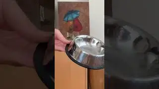 Ailemizin Kedi Miniği İçin Yaptığımız İlk Alışverişler