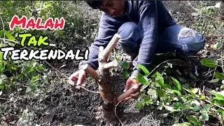 tanam bonsai dengan cara ini ternyata hasilnya mengejutkan