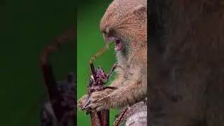 El tití pigmeo, Chichico, Tití león