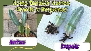 Como Enraizar Cacto Grande ou Pequeno Profissionalmente