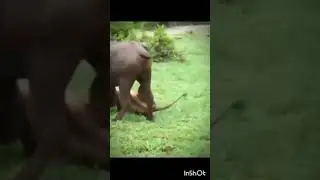 lion hunting buffalo ll buffalo hunt ll #video #viral #youtubevideo
