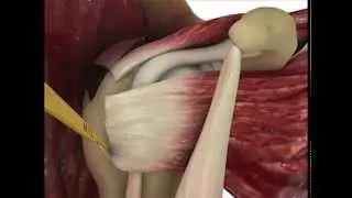 Standardizing 3D Medical Imaging: Shoulder Muscle Rendering