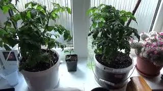 Суперская подкормка рассады и домашних растений.Просто вкуснятина!