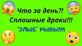 🥺Что за день?!🔥Сплошные драки!!! Опять "ЗЛЫЕ" рыбы😱