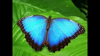 Koleksi Foto Kupu-Kupu Cantik I Beautiful Butterflies I YT Me