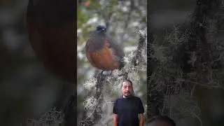 Primer registro de la cotinga de páramo (Doliornis remseni) en #Tolima. Más detalles en Instagram.