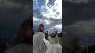 С Пасхой! Яйки накрасили?)) #пермь #пасха #царица #золотойтопор