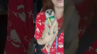 Буся покатушница☺️ #сурикат #животные #аnimals
