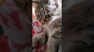 А вы уже заметили, что самые страшные слова заканчиваются на  льник? #котики