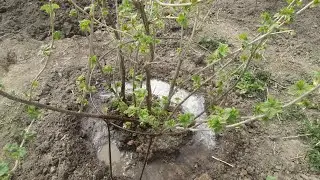 Подкормка чёрной смородины весной