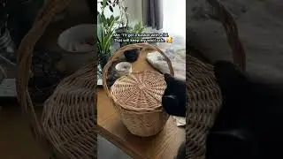 Life with cats will humble you
