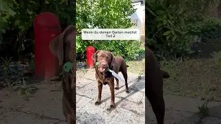 Wenn dein HUND im GARTEN hilft 🐶😂 #samlabrador #shorts