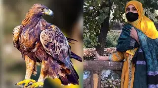 جنگلی پرندہ آزاد کردیا 😍 Wild bird release ll