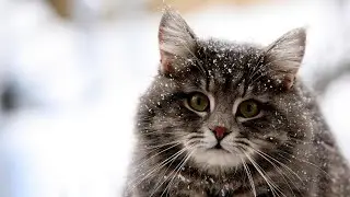 Cute cats 😘 funny dogs 🥳