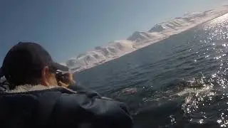 FISHING AND WHALE WATCHING ARTIC CIRCLE, ICELAND