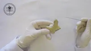 Zygomaticum