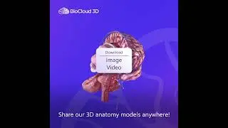 3D Anatomy Models You Can Share Anywhere!
