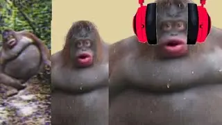 reacting to reacting to monke doing a backflip