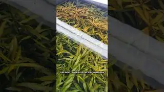 Just a Taste and a Tease #nofilteraquarium #plantedaquarium #fishkeeping #freshwaterfishtank