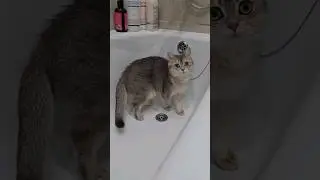 Кот моется в ванной #cats