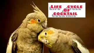 life cycle of cocktail bird.