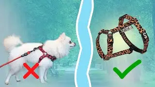 Эта шлейка убережет здоровье собаки. Распаковка и обзор анатомической амуниции.