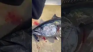 A fish that swims with its mouth open