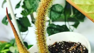 Rare & common PLANT 🌱 HAUL🙌🏻👍🏻💚
