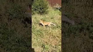 Лиса охотится по соседству