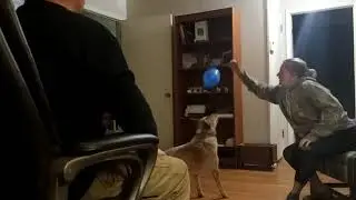 Inside fun with a balloon.