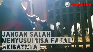 Jangan salah menyusui anak kambing