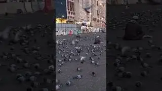 Makkah Kaboter chock #Makkah #Harram #saudi #saudilife #short #trending #Madinah #arabic