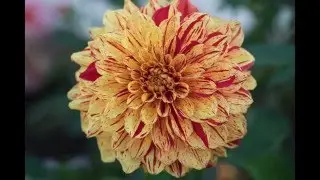 Fiori