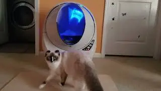 The amazing Litter Robot!