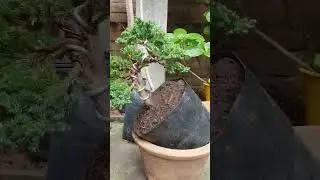 Junipero procumbens nana #bonsai #bonsaiparaprincipiantes #bonsaitree #plantas