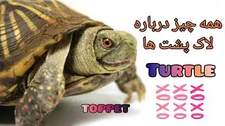 همه چیز درباره لاک پشت ها، دانستنی هایی در مورد لاک پشت ها🐢🐢🐢