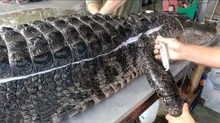 PROCESSING A MASSIVE ALLIGATOR FOR MEAT AND LEATHER