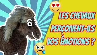 Les chevaux perçoivent-ils vos émotions ? Cuicui Express #1
