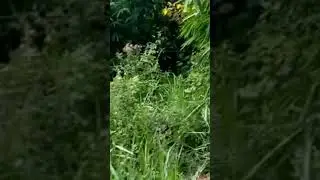 Ternyata masih ada kehidupan di hutan belantara