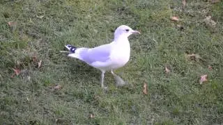 fiskmås-141129.MOV
