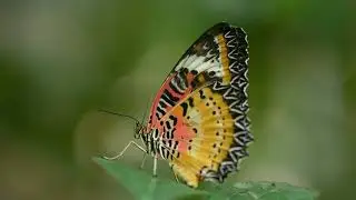Beautiful Butterfly's 1