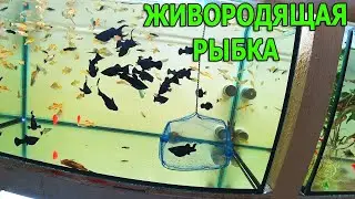 Живородящая рыбка ждать не будет