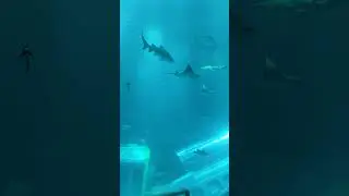 @Столько много рыб в одном месте