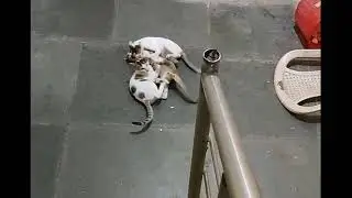 Cute Kittens develop their cat instincts.